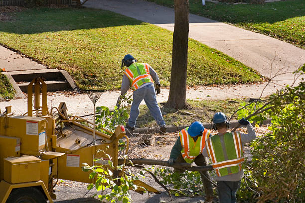 How Our Tree Care Process Works  in Dunnstown, PA